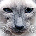 Blåmaskad kattunge. Foto och retusch: C.Bengtsson Blåmaskad kattunge. Foto: C.Bengtsson