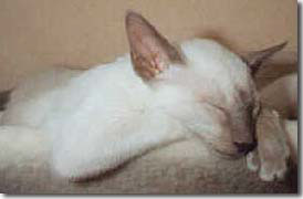 S*Chandini's Toulouse, <a href=