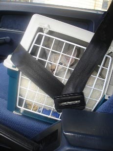 Transport till veterinär.  Bild från: http://www.sxc.hu