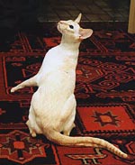 Vincent fotograferad av husse Nisse Persson, Bjuv.