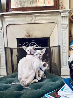 Tips veterinär i Stockholm?