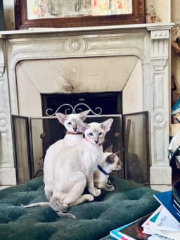 Tips veterinär i Stockholm?