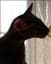 kitte