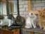 nosicats