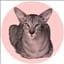Concinnus