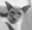 wilhelm