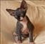 ChatNu