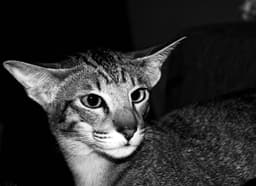 Minsi